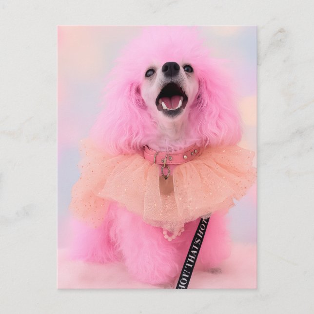 Pink Toy Poodle, Mozzarella The Poodle, Postcard Vykort (Framsida)