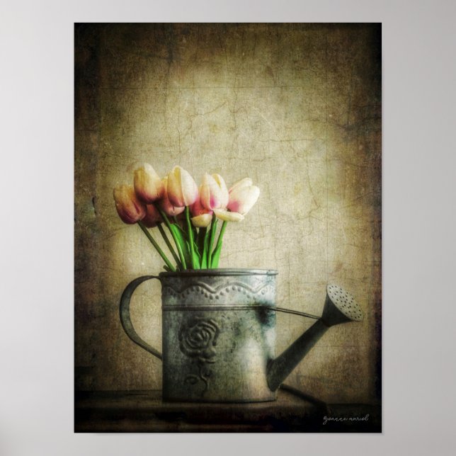 Pink Tulips in Watering Can Poster (Framsidan)