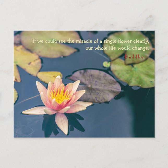 Pink Water Lily and Buddha Quote Vykort (Framsida)