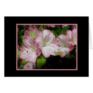 Pink & White Azaleakort OBS Kort