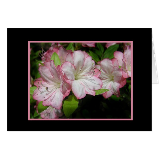 Pink & White Azaleakort OBS Kort (Framsidan Horizontal)
