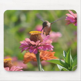 Pink Zinnia Flowers Hummingbird Photography Musmatta