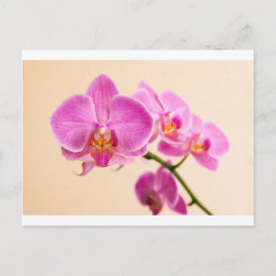 Pinke Orchidee Vykort