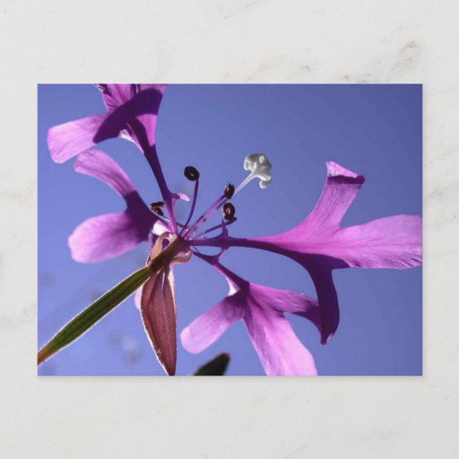 PINKFAIRIES VYKORT (Framsida)