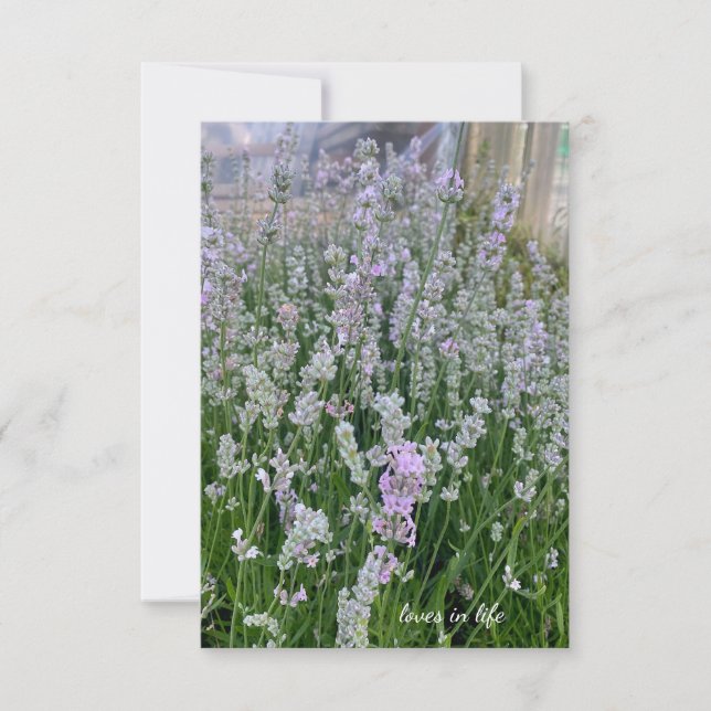 Pinkish White Lavender Plants Anteckningskort (Framsida)