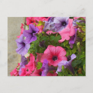 Pinks Vykort
