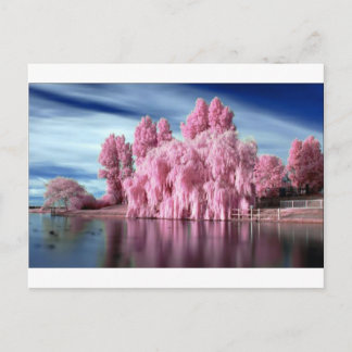 PinkTree Vykort