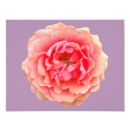Pinky Kodak Professional Photo Papper (Satin) Fototryck