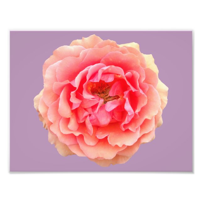 Pinky Kodak Professional Photo Papper (Satin) Fototryck (Framsidan)