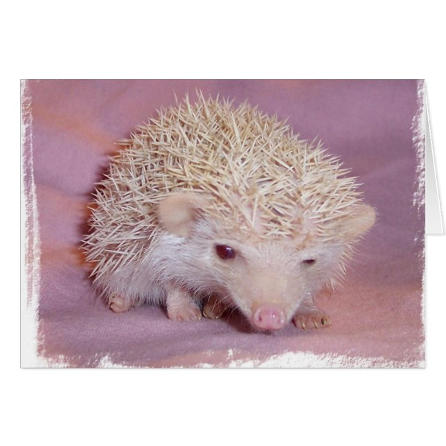 Pinky the Hedgehog Hälsningskort (Framsidan Horizontal)