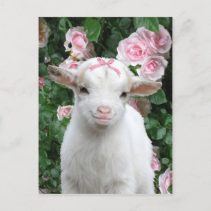 "Pinky" vykort