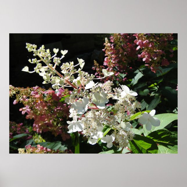 Pinky Winky Hydrangea Blommar Shrub Poster (Framsidan)