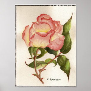 Pinl och persiko-blomman ro botanisk vattenfärg poster