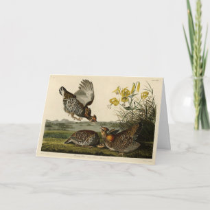 Pinnated Grouse (Grous) Audubon's Birds of America Kort