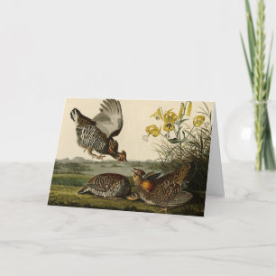 Pinnated Grouse (Grous) Audubon's Birds of America Kort
