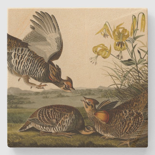 Pinnated Grouse (Grous) Audubon's Birds of America Stenunderlägg (Framsidan)