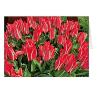 Pinocchio Tulips Hälsningskort