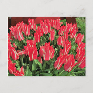 Pinocchio Tulips Vykort