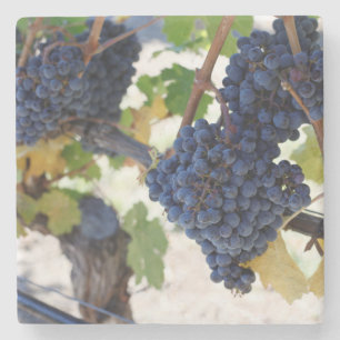 pinot noir druvor underlägg sten