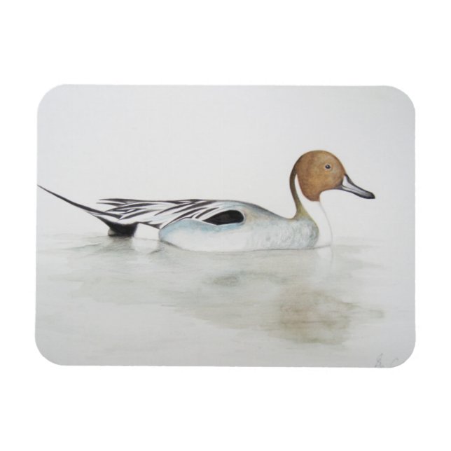 Pintail Anka 2011 Magnet (Horisontell)