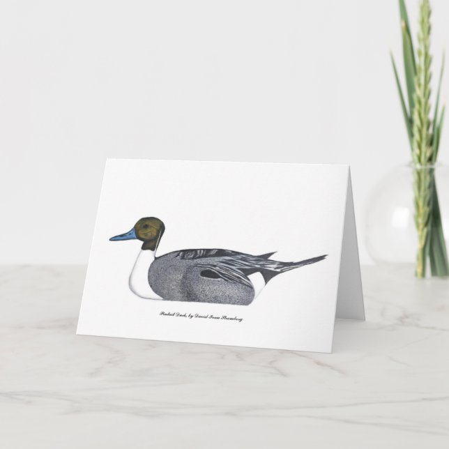 Pintail Anka Greeting Card, av David Ivan Stromber Kort (Framsida)