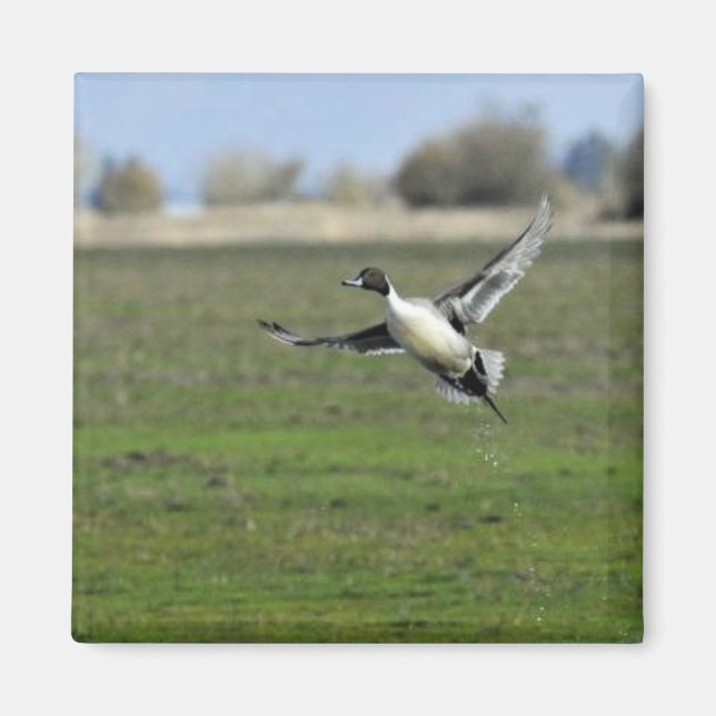 Pintail anka magnet (Framsidan)