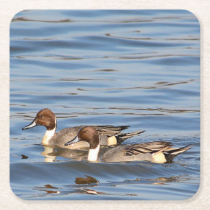 Pintail anka papper underlägg kvadrat