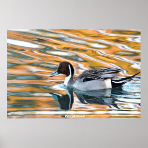 Pintail Anka Poster