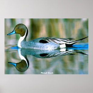 Pintail Anka Poster