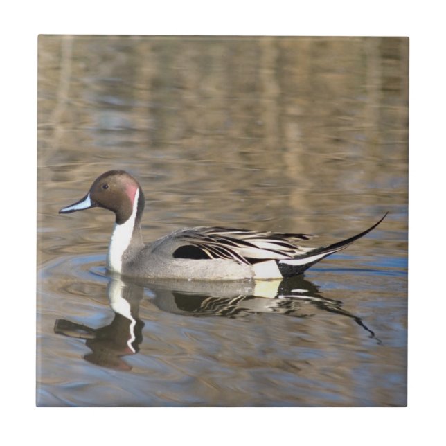 Pintail Anka Simmor i en damm Kakelplatta (Framsidan)