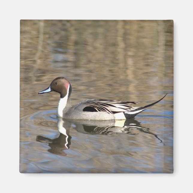 Pintail Anka Simmor i en damm Magnet (Framsidan)