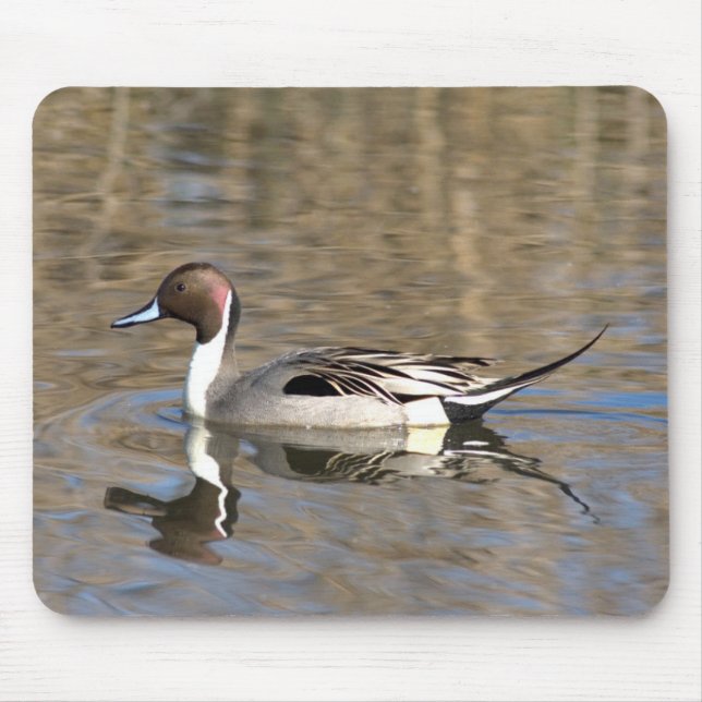 Pintail Anka Simmor i en damm Musmatta (Framsidan)