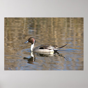 Pintail Anka Simmor i en damm Poster