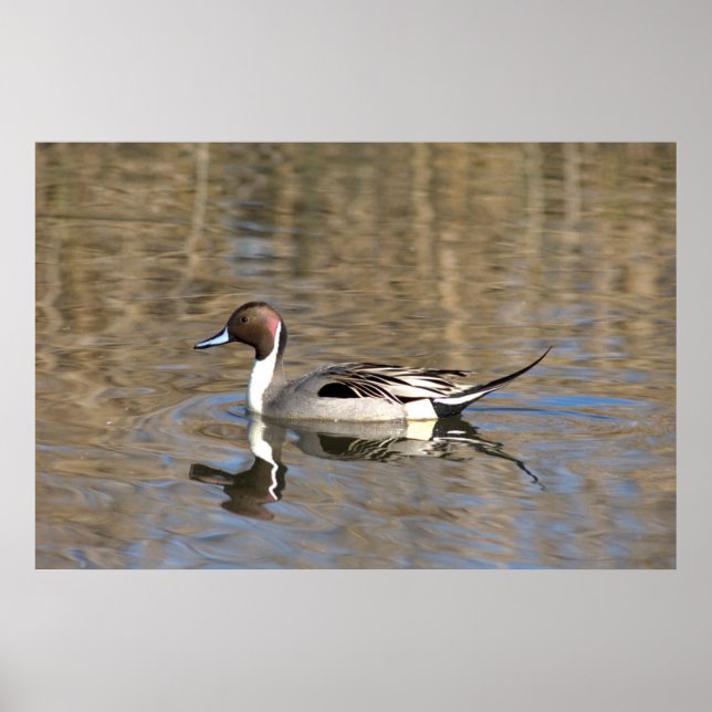 Pintail Anka Simmor i en damm Poster (Framsidan)