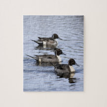 Pintail anka Trio Jigszle Puzzle