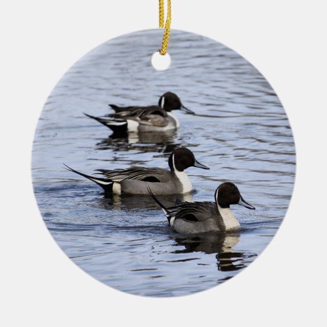 Pintail Anka Trio Ornament (Framsidan)