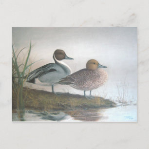 Pintail Ankor Vykort