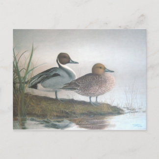 Pintail Ankor Vykort