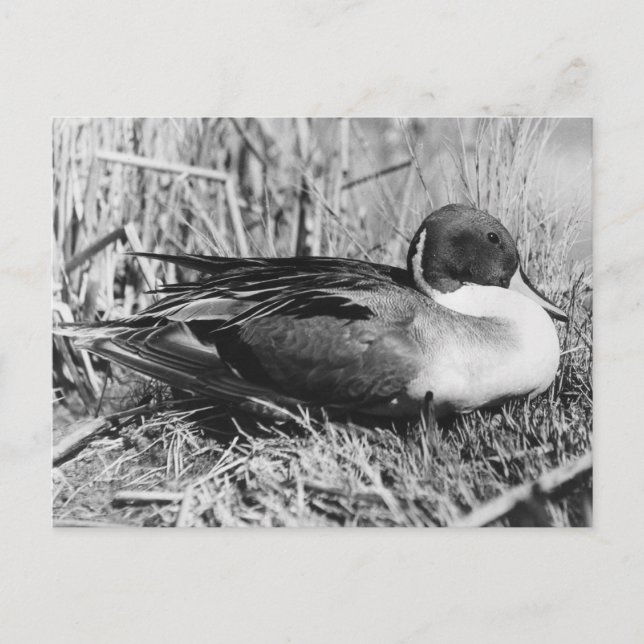 Pintail Drake Black and White Vykort (Framsida)