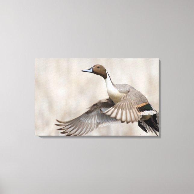 Pintail Drake tar flyget Canvastryck (Framsida)