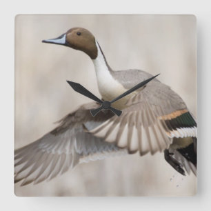 Pintail Drake tar flyget Fyrkantig Klocka