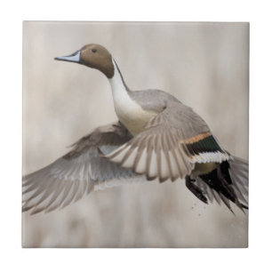 Pintail Drake tar flyget Kakelplatta