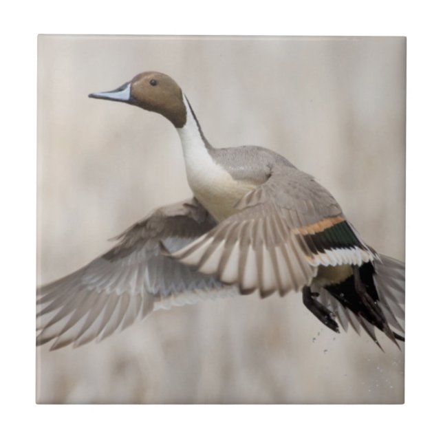Pintail Drake tar flyget Kakelplatta (Framsidan)
