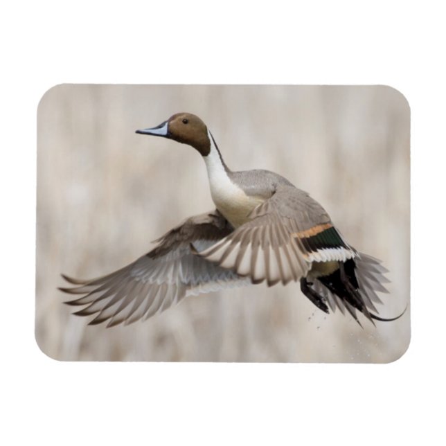 Pintail Drake tar flyget Magnet (Horisontell)