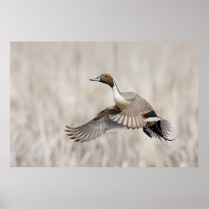 Pintail Drake tar flyget Poster