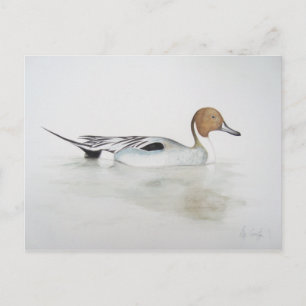 Pintail Duck 2011 Vykort