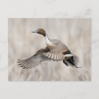 Pintaildrake som tar flyg