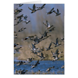 Pintails in Flight Hälsningskort
