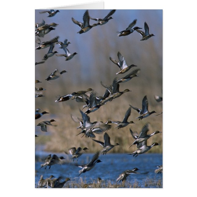Pintails in Flight Hälsningskort (Framsidan)