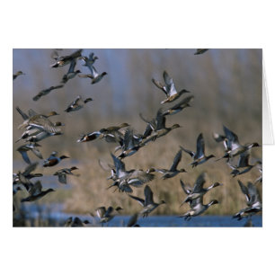 Pintails in Flight Hälsningskort